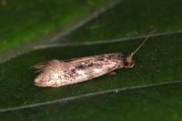 Opogona omoscopa