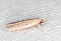 Agonopterix rotundella