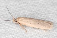 Agonopterix rotundella