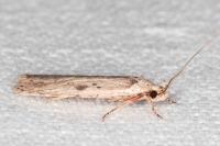 Agonopterix yeatiana