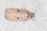 Agonopterix yeatiana