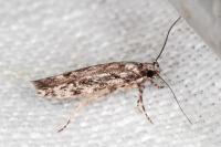 Carpatolechia decorella