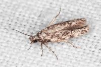 Carpatolechia decorella
