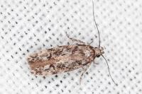 Carpatolechia decorella