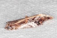 Acleris cristana