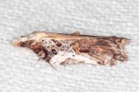 Acleris cristana
