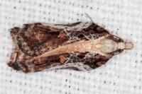 Acleris cristana