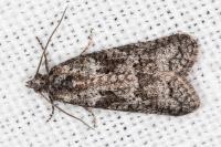Cnephasia cupressivorana