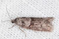 Tortricodes alternella