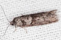Tortricodes alternella