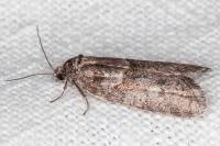 Tortricodes alternella