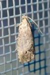 Cydia splendana