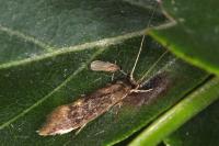 Opogona omoscopa