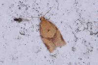 Clepsis consimilana