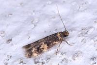 Oegoconia