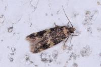 Oegoconia