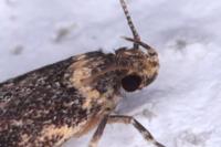 Oegoconia