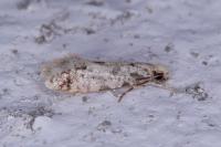 Nemapogon
