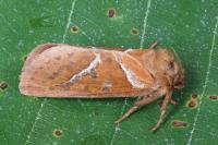 Triodia sylvina