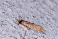 Opogona omoscopa