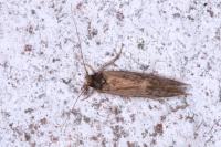 Opogona omoscopa