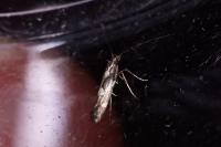 Calybites phasianipennella
