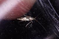 Calybites phasianipennella