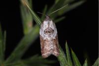Acleris variegana