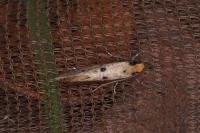 Tinea trinotella
