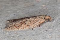 Acleris quercinana