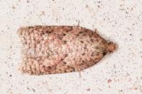 Acleris quercinana