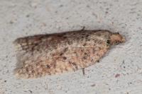 Acleris quercinana