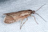Diurnea lipsiella