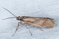 Diurnea lipsiella