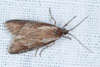 Diurnea lipsiella