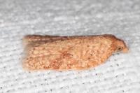 Acleris