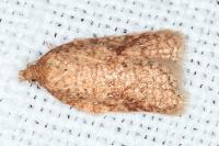 Acleris