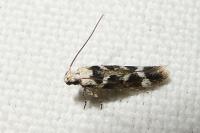 Caryocolum leucothoracellum