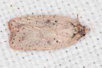 Agonopterix scopariella