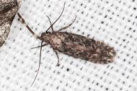 Carpatolechia decorella