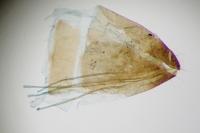 Cauchas fibulella