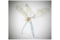 Monopis weaverella
