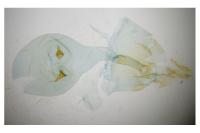 Notocelia rosaecolana