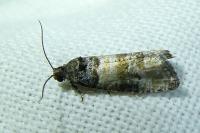 Piniphila bifasciana