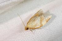 Clepsis consimilana