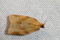 Clepsis consimilana