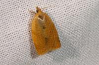 Clepsis consimilana