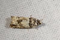 Epinotia thapsiana