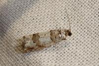 Epinotia thapsiana