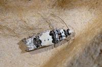 Epinotia thapsiana